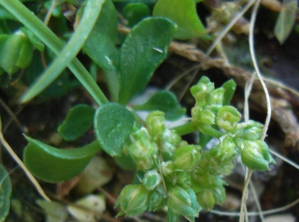 Polycarpon tetraphyllum